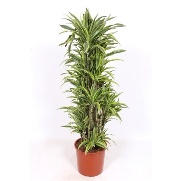 <h4>Dracaena Lemon Lime</h4>