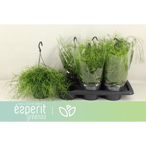 RHIPSALIS BA OASIS