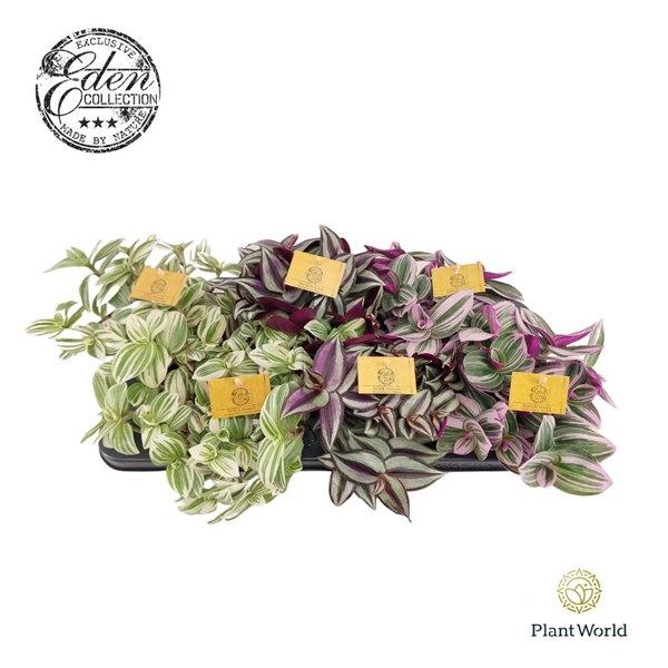 <h4>Tradescantia gemengd 12cm</h4>