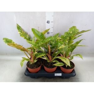 Philodendron   ...