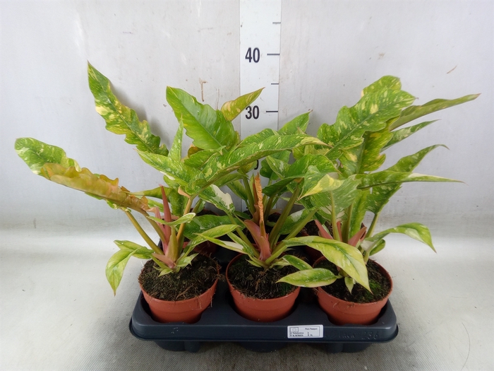 <h4>Philodendron   ...</h4>