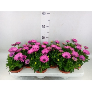 Osteospermum  'Passion Pink'