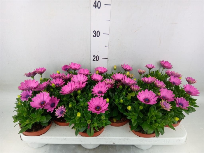<h4>Osteospermum 'Passion Pink'</h4>