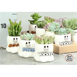 Arr Succulenten