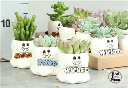 <h4>Arr Succulenten</h4>
