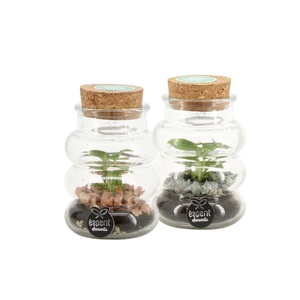 90755: Terrarium arrangement