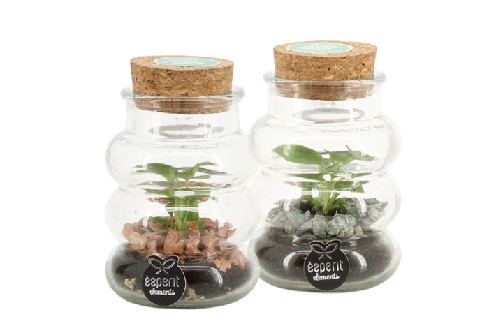 <h4>90755: Terrarium arrangement</h4>