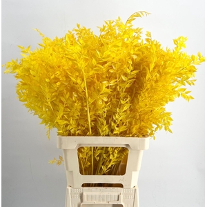 Dried Bleached Ruscus Yellow h%*
