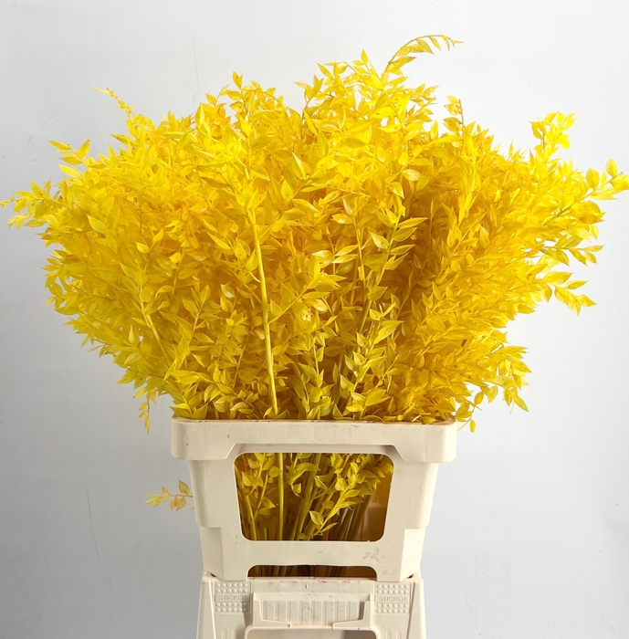 <h4>Dried Bleached Ruscus Yellow h%*</h4>