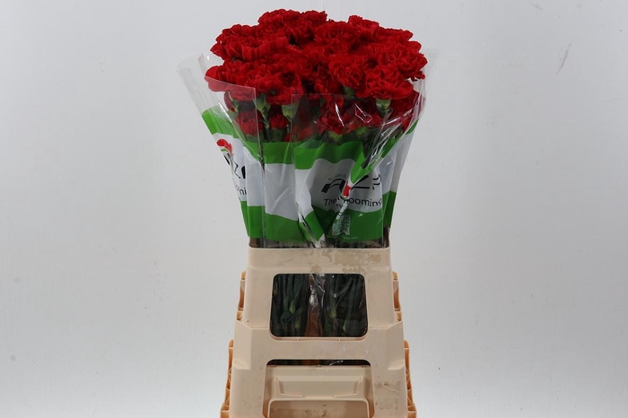 <h4>Di St Red Soho</h4>