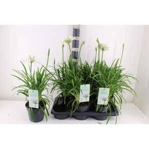 AGAPA SUMMER LOVE WH