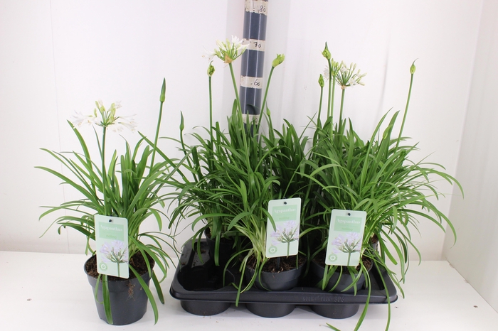 <h4>AGAPA SUMMER LOVE WH</h4>