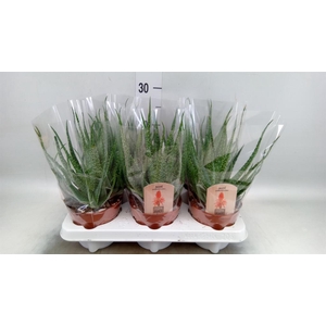 Aloe arborescens