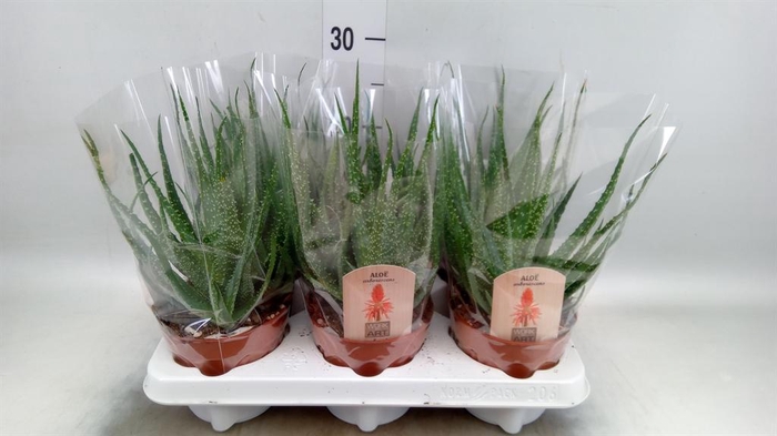 <h4>Aloe arborescens</h4>