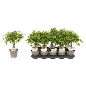 Ficus Tarana P12