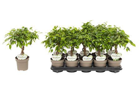 <h4>Ficus Tarana P12</h4>