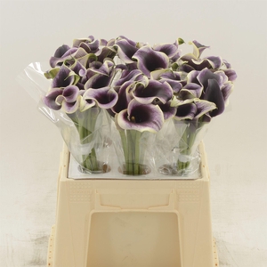 Calla Dubai Night