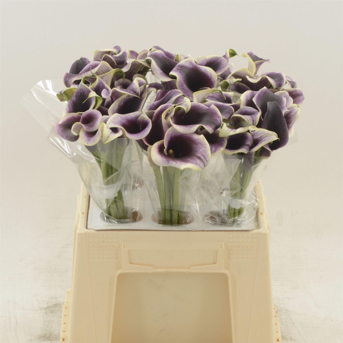 <h4>Calla Dubai Night</h4>