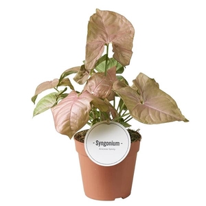 Syngonium overig