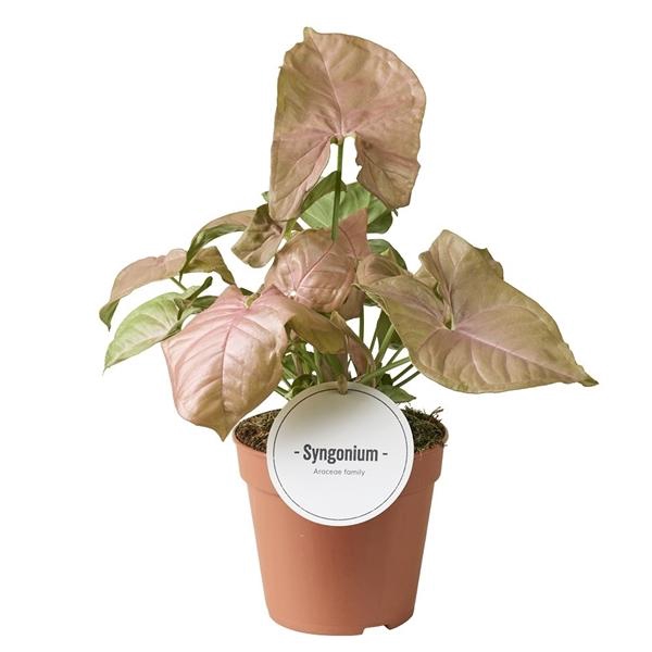 <h4>Syngonium overig</h4>