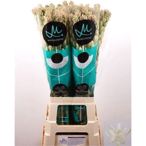 Polianthes Tu Elvy Ivor