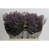 Limonium ov Piuma Sky