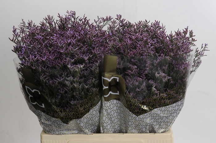 <h4>Limonium Safora Pink Sky</h4>