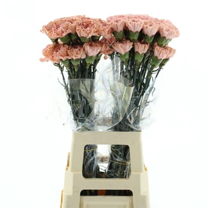 Di St Col Klb H% Cct-052