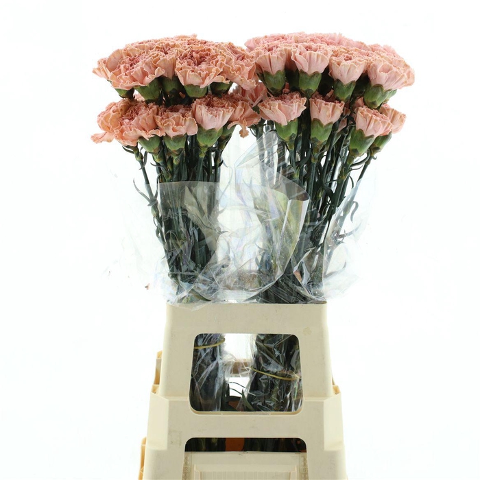 <h4>Di St Col Klb H% Cct-052</h4>