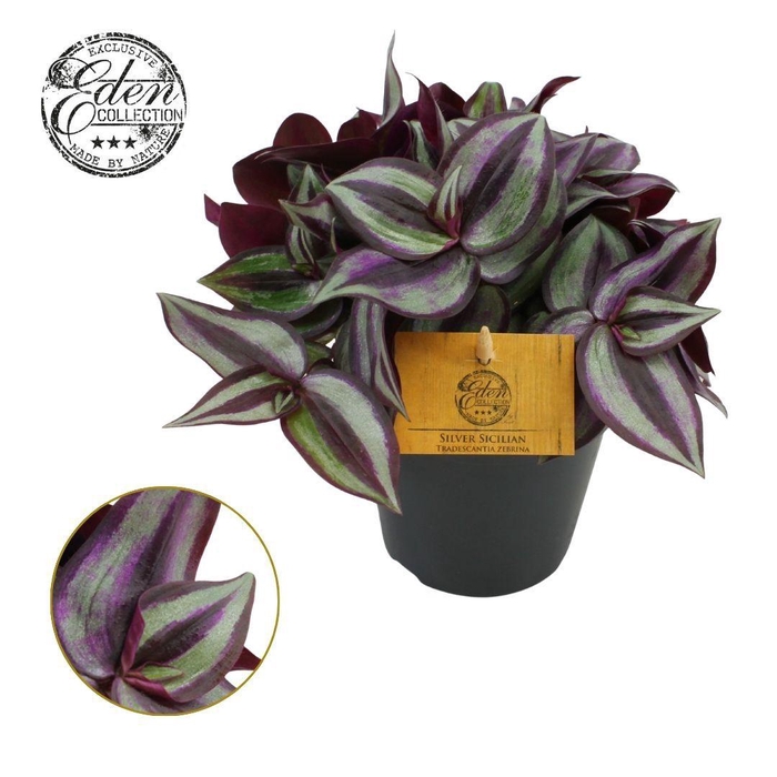 <h4>Tradescantia Zebrina P12</h4>
