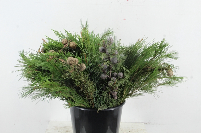 <h4>CONIFEER MIXED</h4>