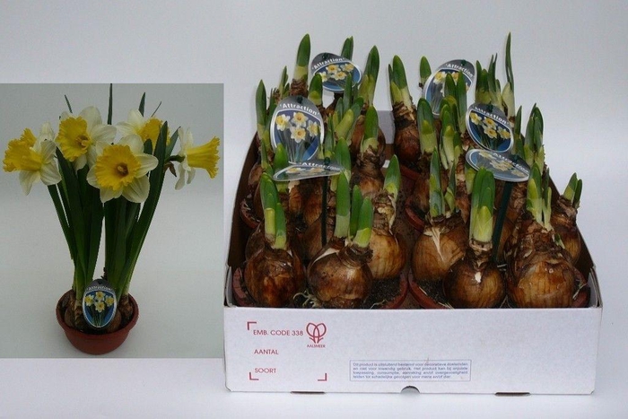 <h4>NARC T ATTRACTION</h4>