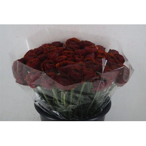 Ran Cloni Ex Brownie