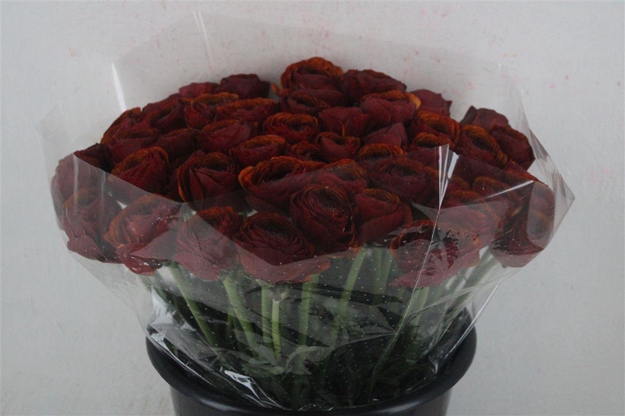 <h4>Ran Cloni Ex Brownie</h4>