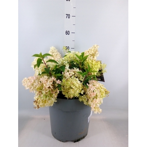 Hydrangea pan.