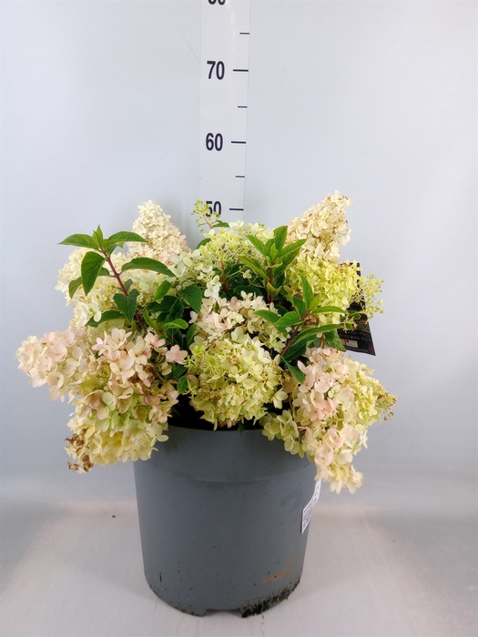 <h4>Hydrangea pan.</h4>