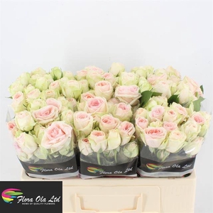 R Tr Rlm Ing Kristi Flora Ola