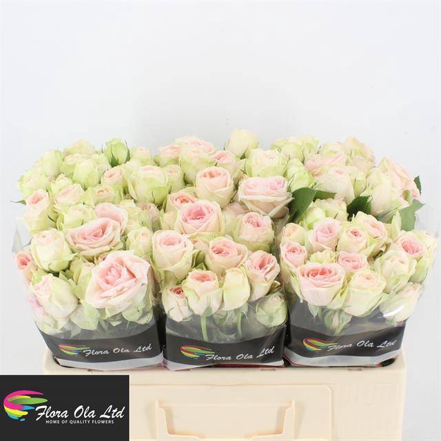 <h4>R Tr Rlm Ing Kristi Flora Ola</h4>