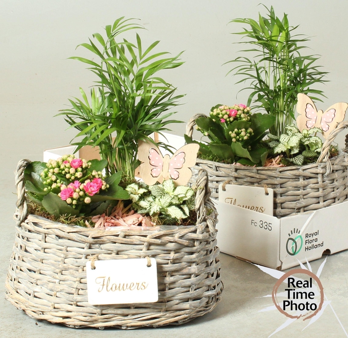 <h4>ARR KAMERPL</h4>