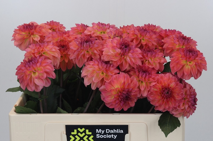 Dahlia Sebastian
