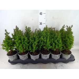 Chamaecyparis thyo. 'Alpica'