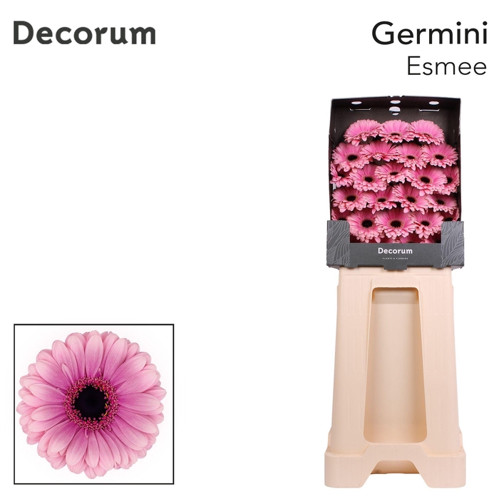 <h4>Germini Esmee Diamond</h4>