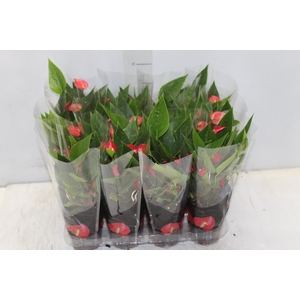 ANTHURIUM MINI MILLION FLOWERS P09