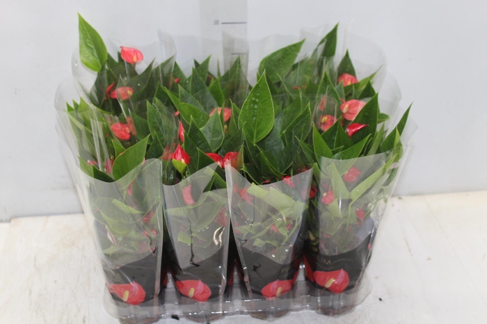 <h4>ANTHURIUM MINI MILLION FLOWERS P09</h4>