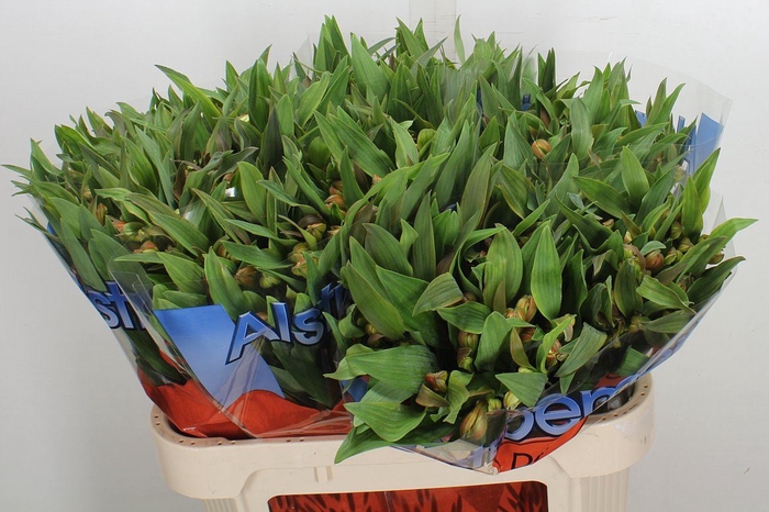 <h4>Alstroemeria  'Dancing Queen'</h4>