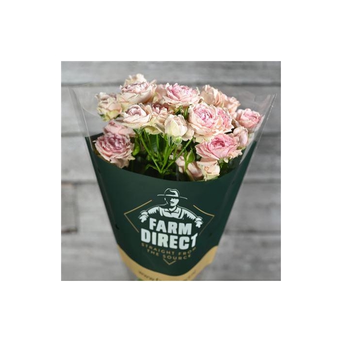 <h4>R Tr Candy Flow</h4>