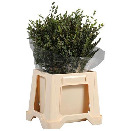 <h4>Parvifolia Bordeaux</h4>