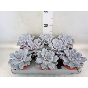 Echeveria   ...