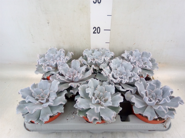 <h4>Echeveria   ...</h4>