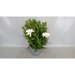 Leucanthemum maximum